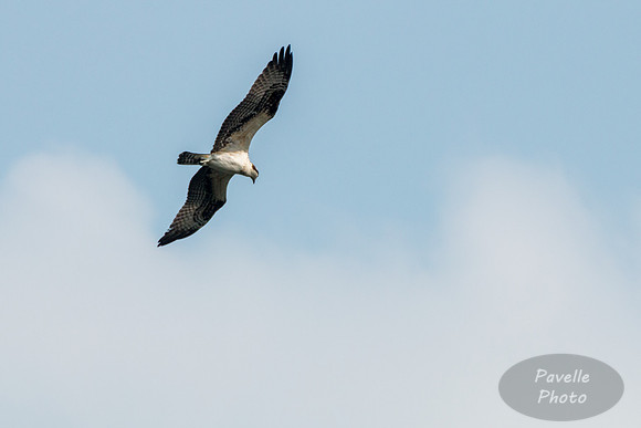 Osprey