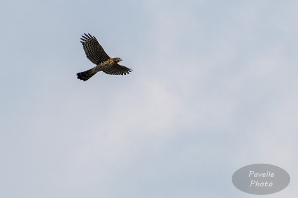 Northern Harrier