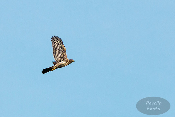 Northern Harrier