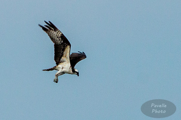 Osprey