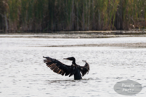 Double-Crested Cormorant