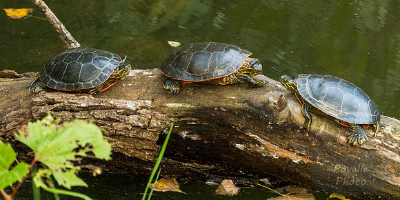 Painted Turtles on a Log