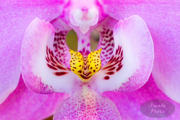 orchid