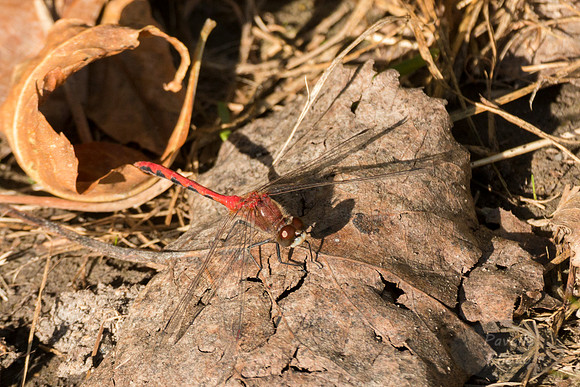 White-Faced Meadowhawk dragonfly