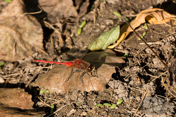 White-Faced Meadowhawk dragonfly