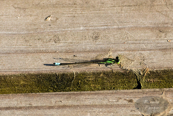 Northern Bluet damselfly