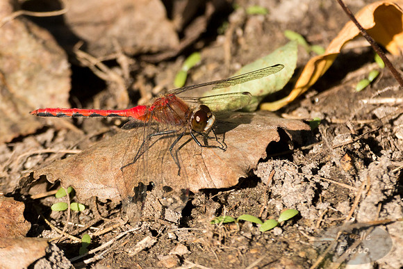 White-Faced Meadowhawk dragonfly