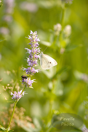 checkered white