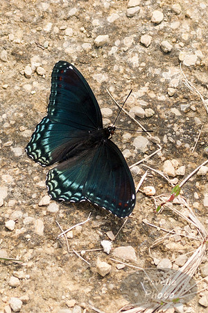 Red-Spotted Purple