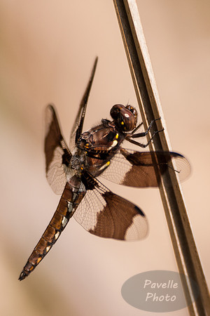 Common Whitetail Skimmer (female)
