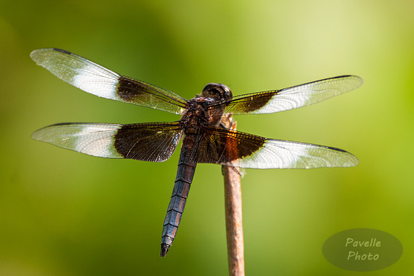 Widow Skimmer (male)