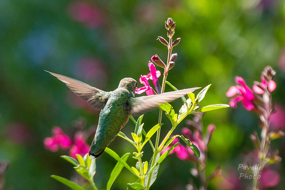 Ruby-Throated Hummingbird