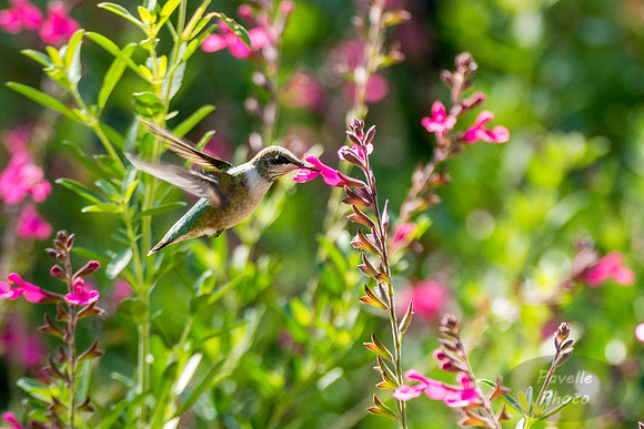Ruby-Throated Hummingbird