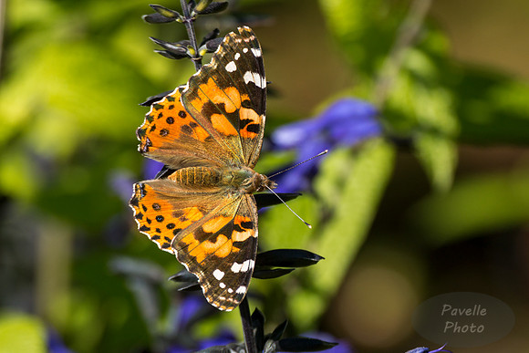 Painted Lady