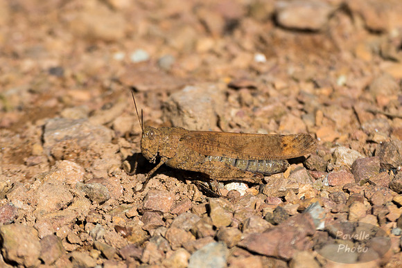 Carolina Locust