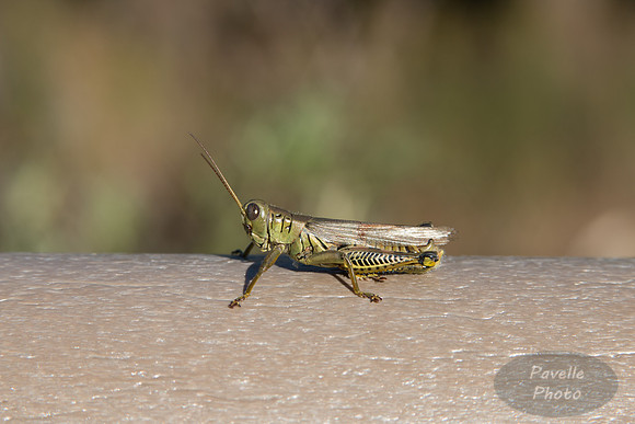 Differential Grasshopper