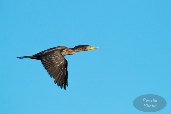 Double-Crested Cormorant