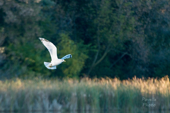 Ring-billed Gull