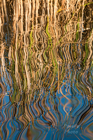 Cattail Reflection
