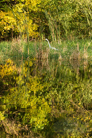 Hidden Egret