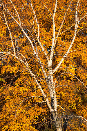 Birch with Fall Background