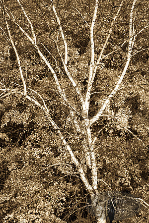 Birch with Fall Background - monochrome
