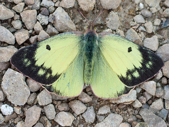 Clouded Sulphur