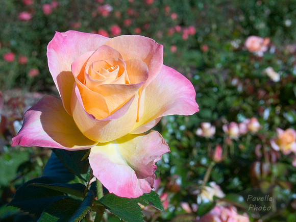 rose