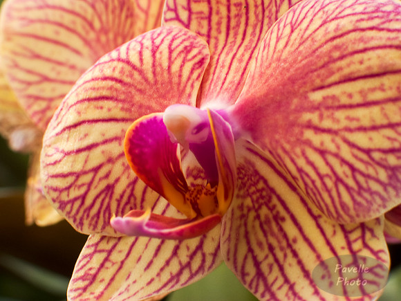 orchid