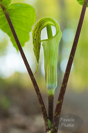 Jack-in-the-Pulpit