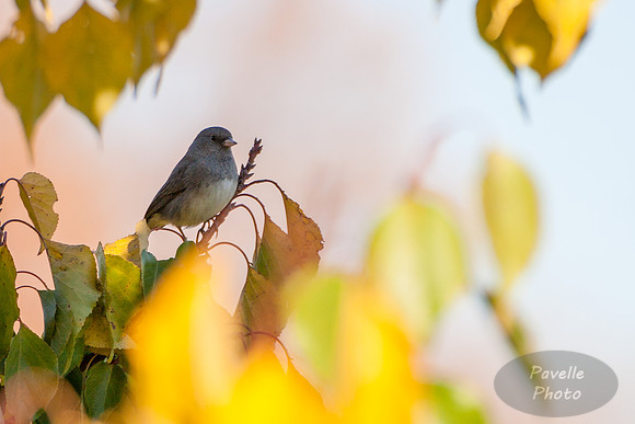 Dark-eyed Junco