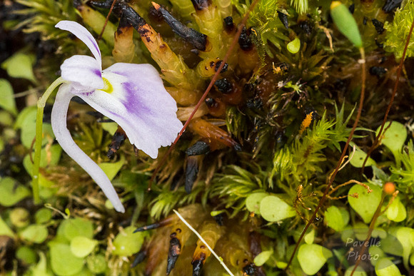 Bladderwort