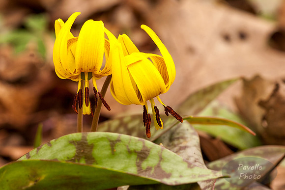 Yellow Trout Lily