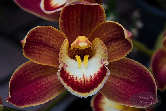 Orchid