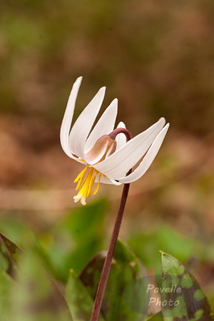 White Trout Lily