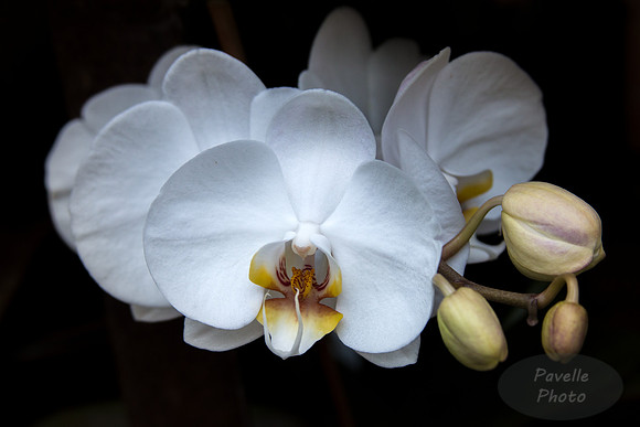 Orchid