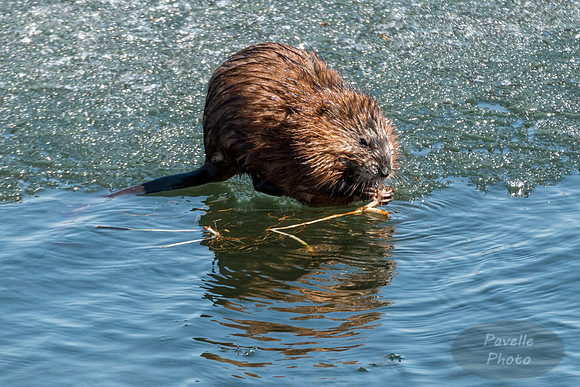 Muskrat