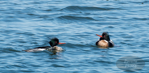 Red-Breasted Mergansers