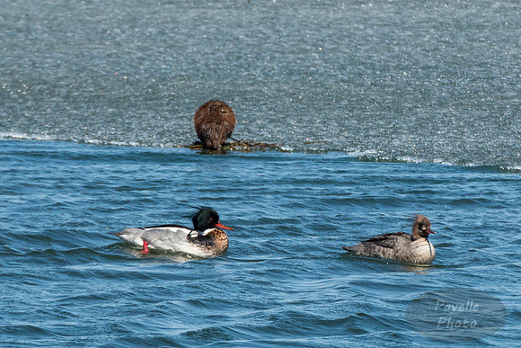Red-Breasted Mergansers and Muskrat
