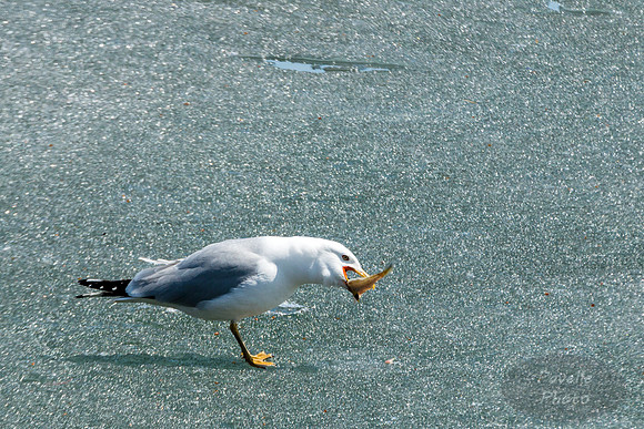 Ring-Billed Gull with Fish