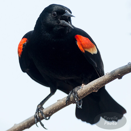 Red-Winged Blackbird