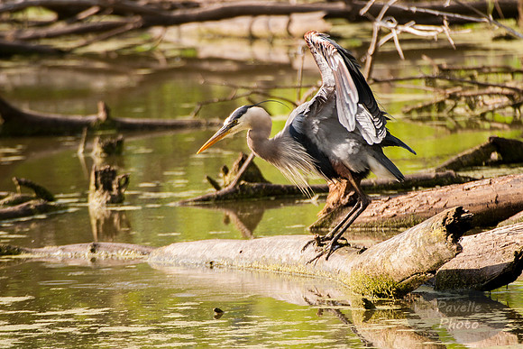 Great Blue Heron