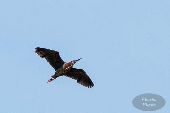 Green Heron in Flight