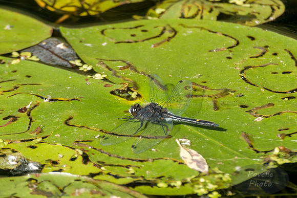 White-Faced Darter dragonfly