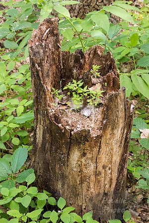 Tree Stump
