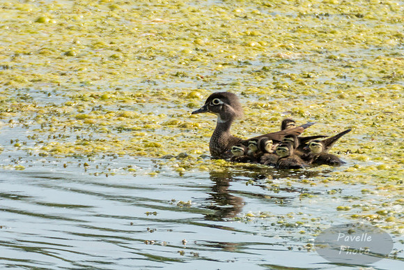 Wood Duck with Ducklings