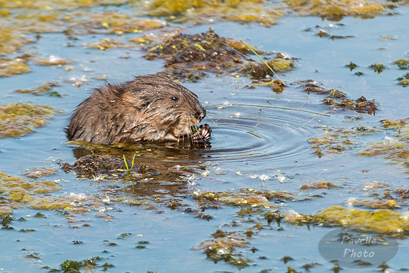 Juvenile Muskrat