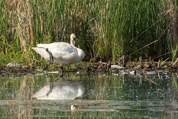 Trumpeter Swan