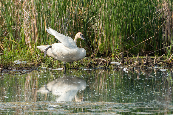 Trumpeter Swan
