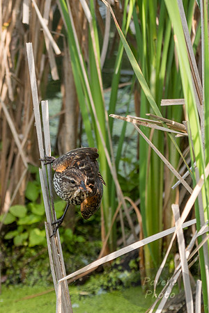 Femaile Red-Winged Blackbird